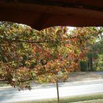 Looking directly out front toward the highway, with a colorful oak (?) that lives in our front yard.