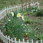April 6, 2014: Some Daffodils and Jonquil that were planted in the Winter of 2012-13.